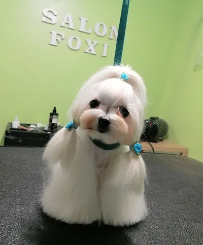 Fryzjer dla psów i kotów Foxie